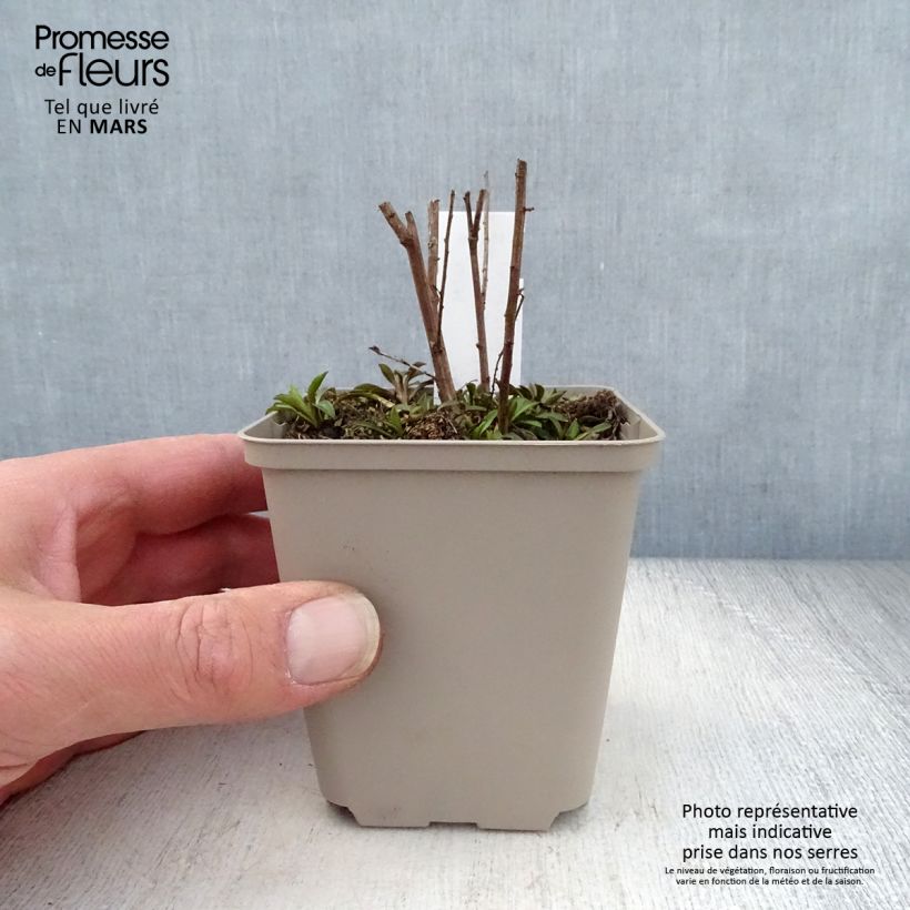 Example of Aster ericoides Lovely Vasetto da 8/9 cm as you get in printemps