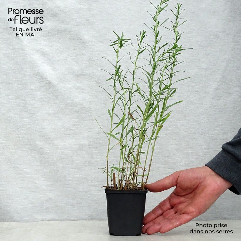 Example of Aster ericoides Schneetanne Vasetto da 8/9 cm as you get in printemps