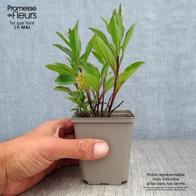 Aster frikartii Flora's Delight Vasetto da 8/9 cm esemplare consegnato in primavera