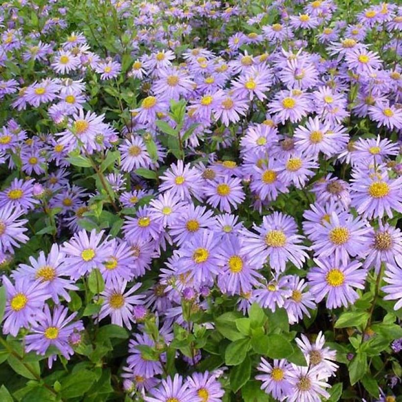 Aster frikartii Jungfrau (Fioritura)