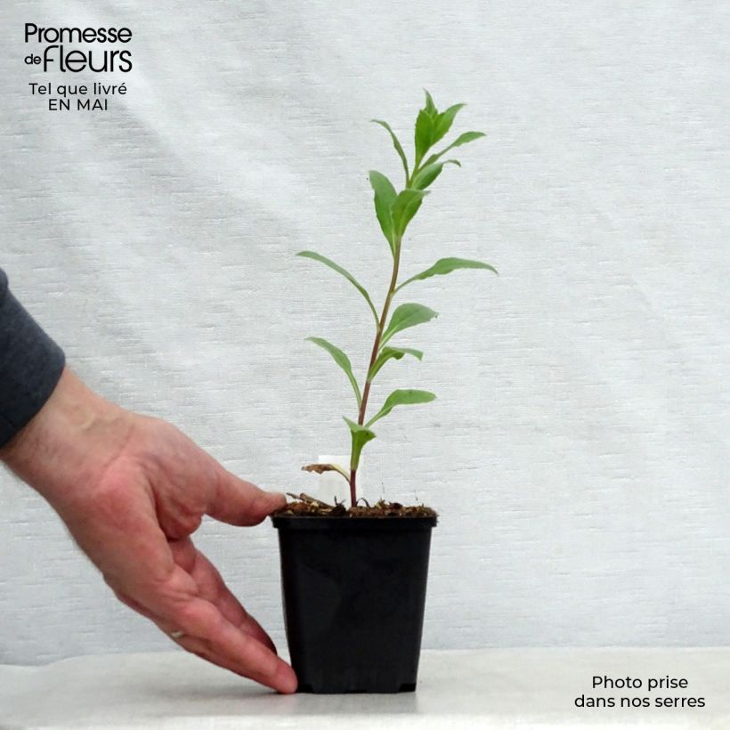 Aster frikartii Mönch Vasetto da 8/9 cm esemplare consegnato in primavera