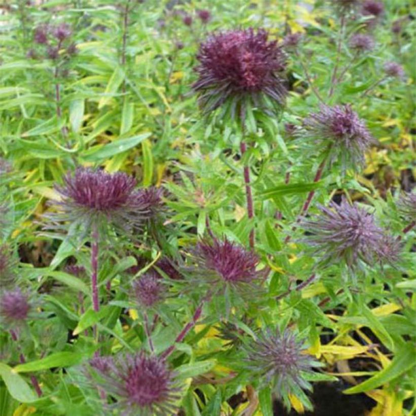 Aster novae-angliae Ann Leys - Astro settembrino (Flowering)