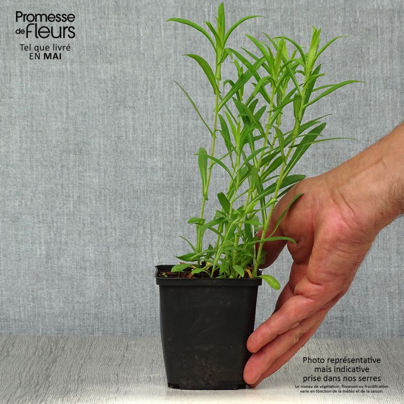 Example of Aster novae-angliae Ann Leys - Astro settembrino Vasetto da 8/9 cm as you get in printemps