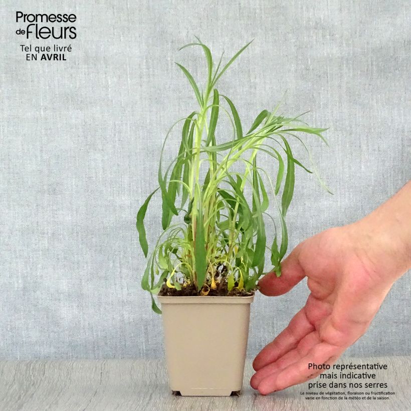 Aster Pink Star Vasetto da 8/9 cm esemplare consegnato in primavera