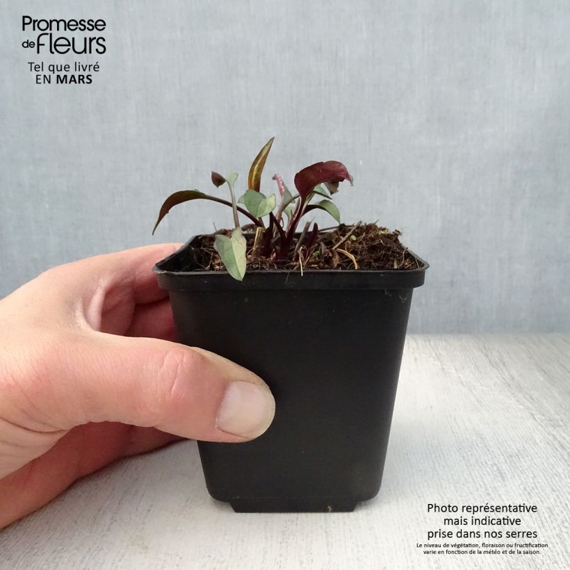 Aster laevis Vasetto da 8/9 cm esemplare consegnato in primavera