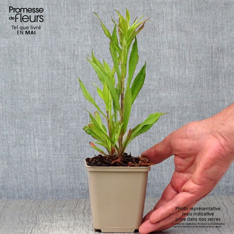 Example of Aster lateriflorus Chloe Vasetto da 8/9 cm as you get in printemps