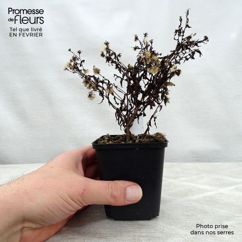Aster lateriflorus Coombe Fishacre Vasetto da 8/9 cm esemplare consegnato in inverno