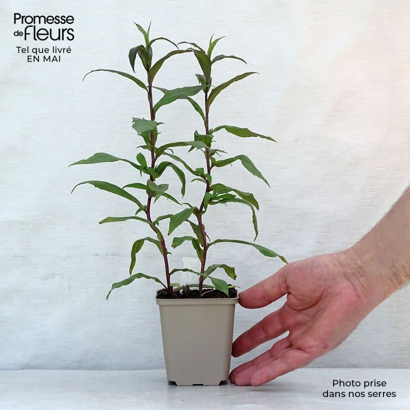 Aster lateriflorus Horizontalis Vasetto da 8/9 cm esemplare consegnato in primavera