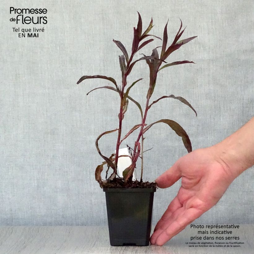 Example of Aster lateriflorus Lady In Black Vasetto da 8/9 cm as you get in printemps