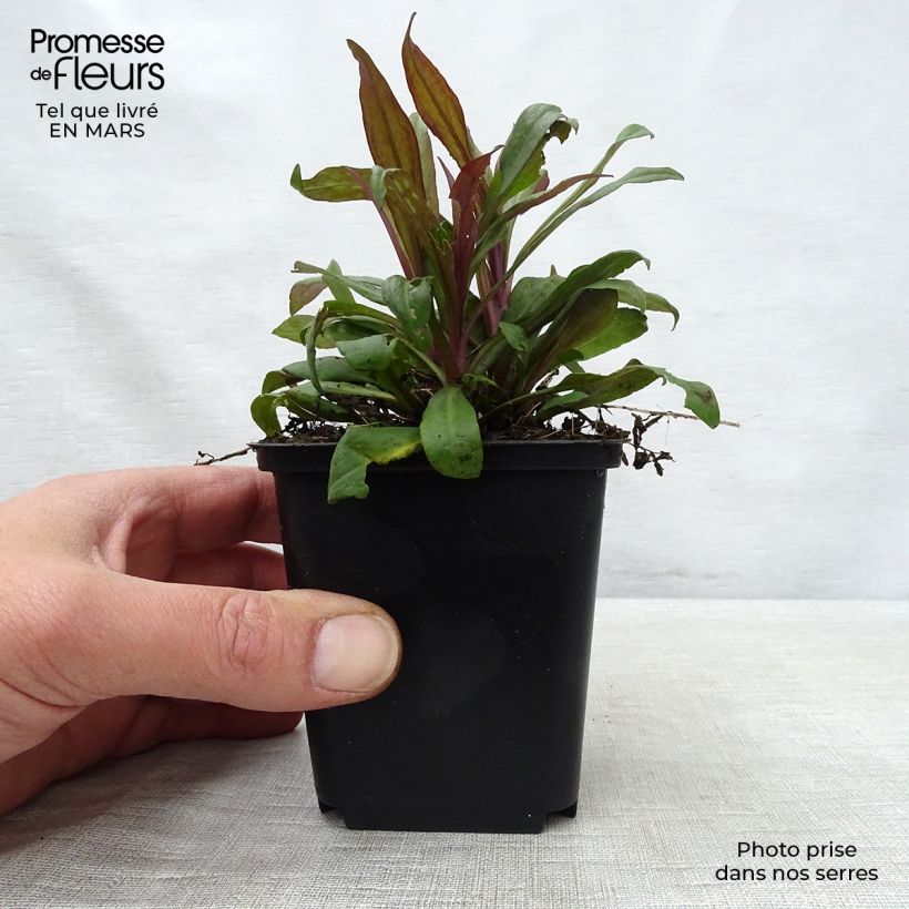 Example of Aster lateriflorus Prince Vasetto da 8/9 cm as you get in printemps