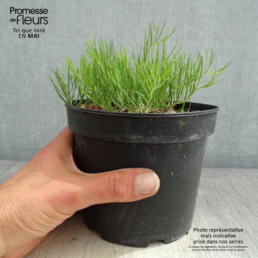 Aster linosyris - Astro spillo d'oro Vaso da 2L/3L esemplare consegnato in primavera