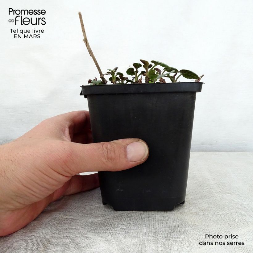 Example of Aster macrophyllus Albus Vasetto da 8/9 cm as you get in printemps