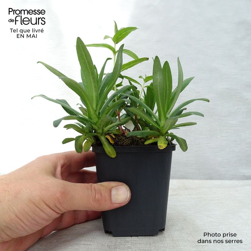 Aster novae-angliae Andenken an Alma Pötschke - Astro settembrino Vasetto da 7/8 cm esemplare consegnato in primavera