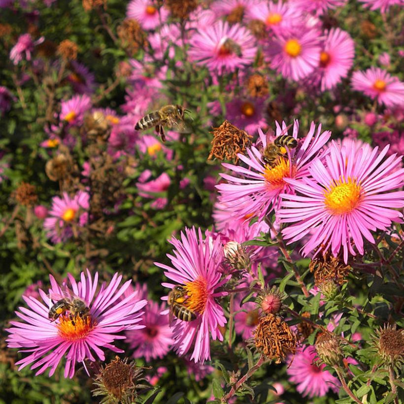 Aster novae-angliae Andenken an Paul Gerber - Astro settembrino (Flowering)