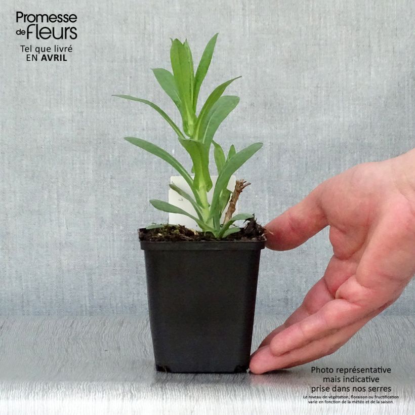 Example of Aster novae-angliae Andenken an Paul Gerber - Astro settembrino Vasetto da 8/9 cm as you get in printemps