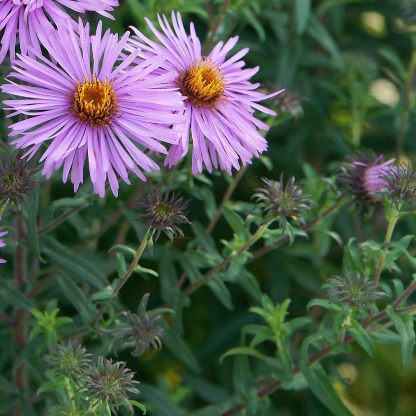 Aster novae-angliae Barrs Pink - Astro settembrino (Foliage)
