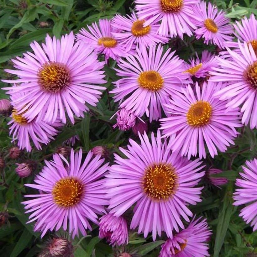 Aster novae-angliae Barrs Pink - Astro settembrino (Flowering)