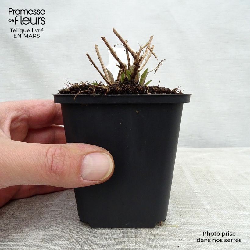 Example of Aster novae-angliae Barrs Pink - Astro settembrino Vasetto da 8/9 cm as you get in printemps