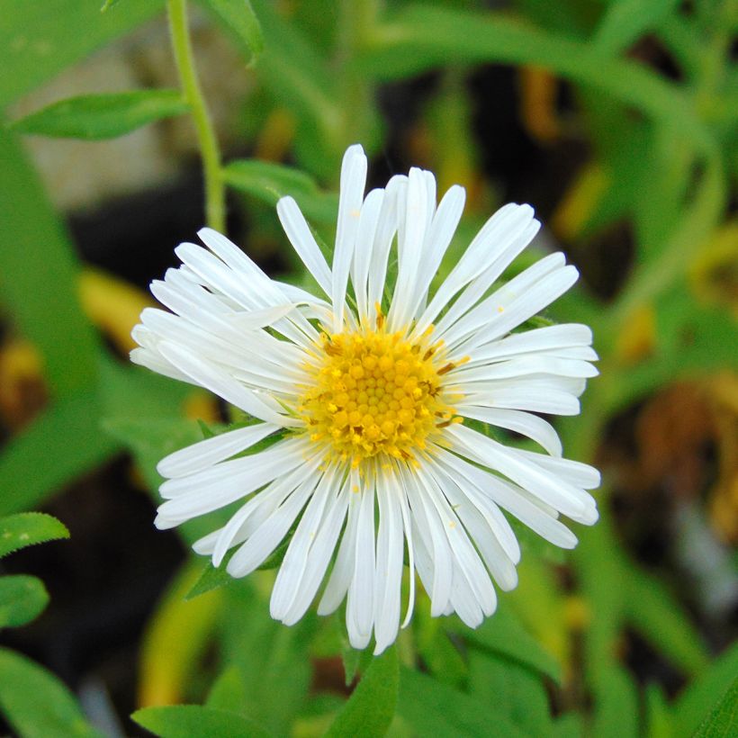 Aster novae-angliae Herbstschnee - Astro settembrino (Flowering)