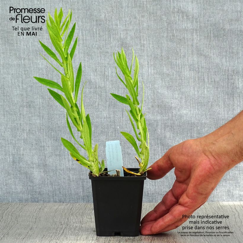 Example of Aster novae-angliae Herbstschnee - Astro settembrino Vasetto da 8/9 cm as you get in printemps