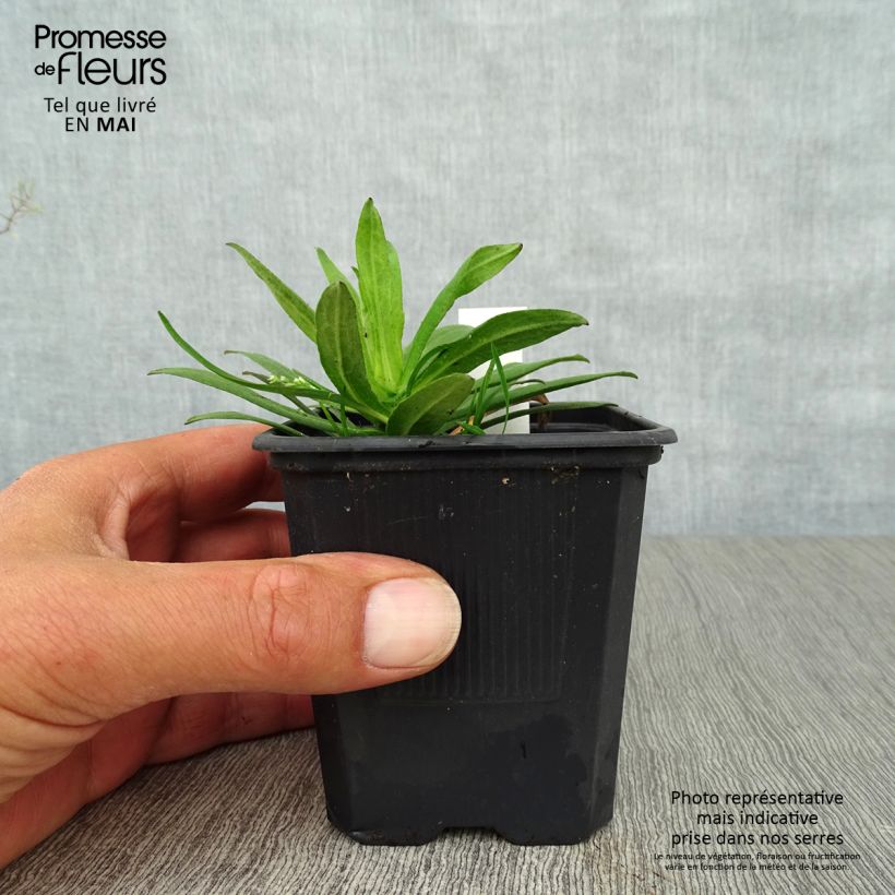 Example of Aster novae-angliae Purple Dome - Astro settembrino Vasetto da 8/9 cm as you get in printemps