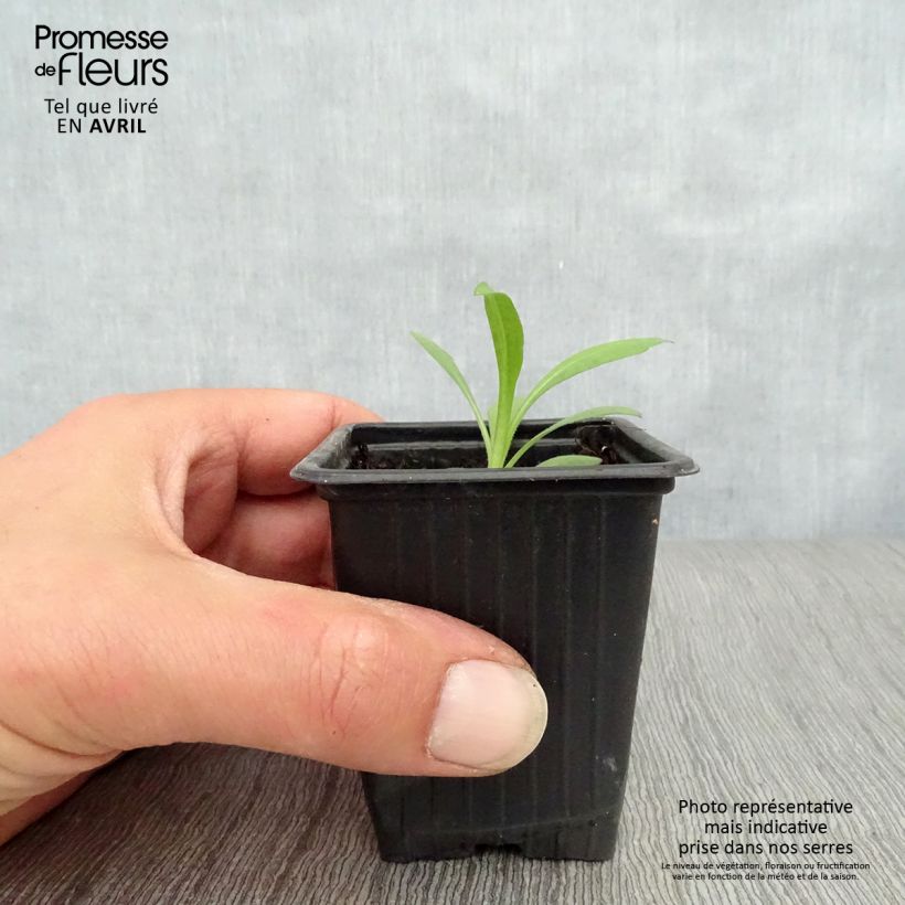 Example of Aster novae-angliae Septemberrubin - Astro settembrino Vasetto da 7/8 cm as you get in printemps