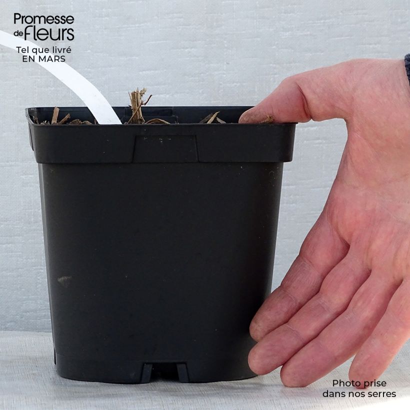 Example of Aster novae-angliae Septemberrubin - Astro settembrino Vaso da 2L/3L as you get in printemps