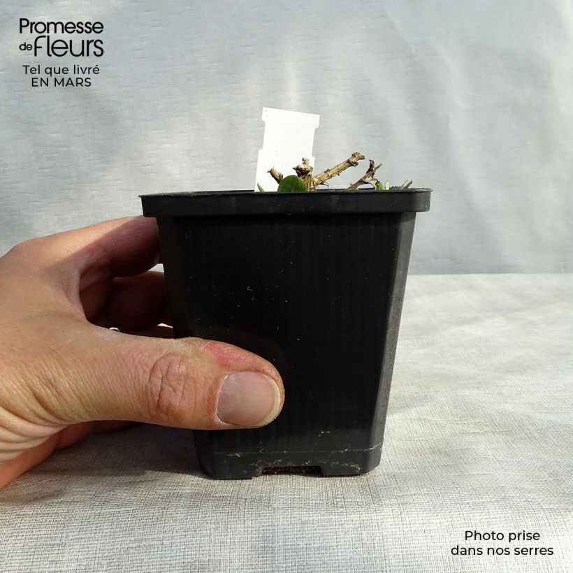 Example of Aster novae-angliae Violetta - Astro settembrino Vasetto da 8/9 cm as you get in printemps