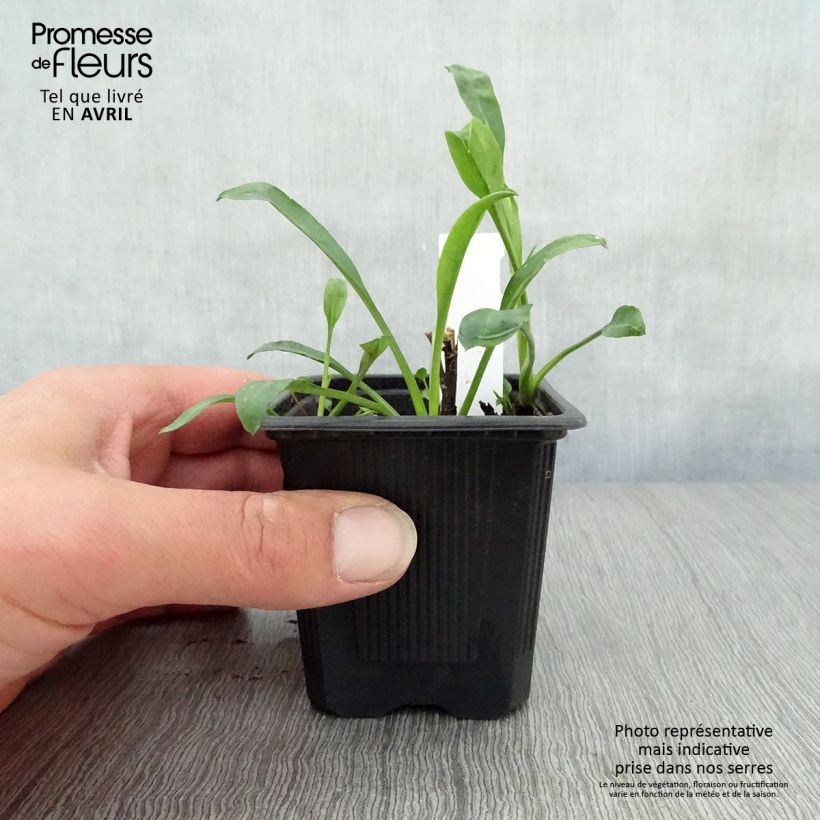 Aster novi-belgii Audrey - Astro settembrino Vasetto da 8/9 cm esemplare consegnato in primavera