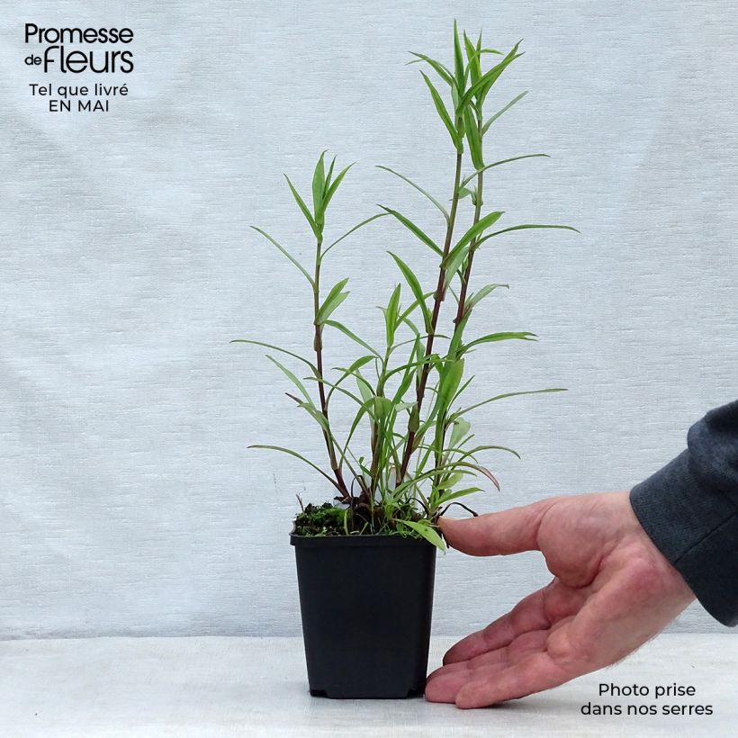 Example of Aster novi-belgii Crimson Brocade - Astro settembrino Vasetto da 8/9 cm as you get in printemps