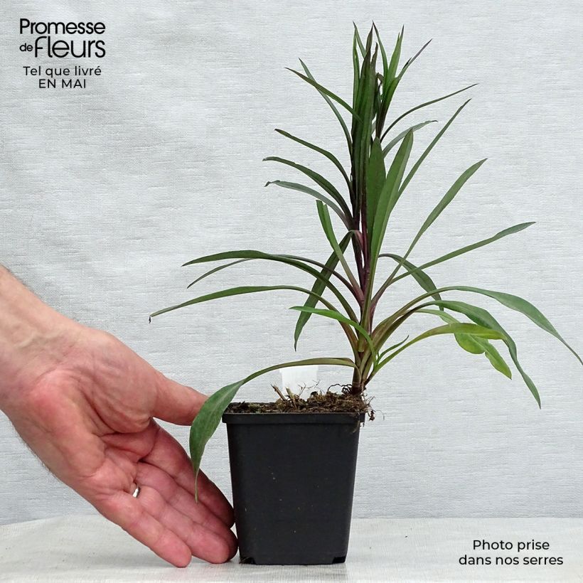 Example of Aster novi-belgii Karmin Kuppel - Astro settembrino Vasetto da 8/9 cm as you get in printemps