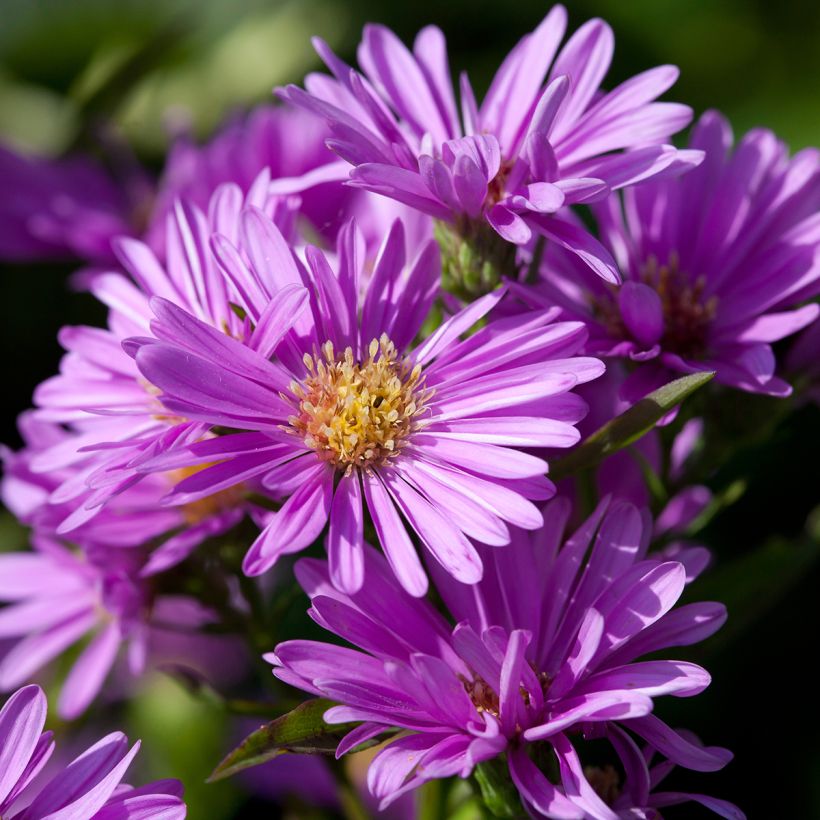 Aster novi-belgii Patricia Ballard - Astro settembrino (Fioritura)