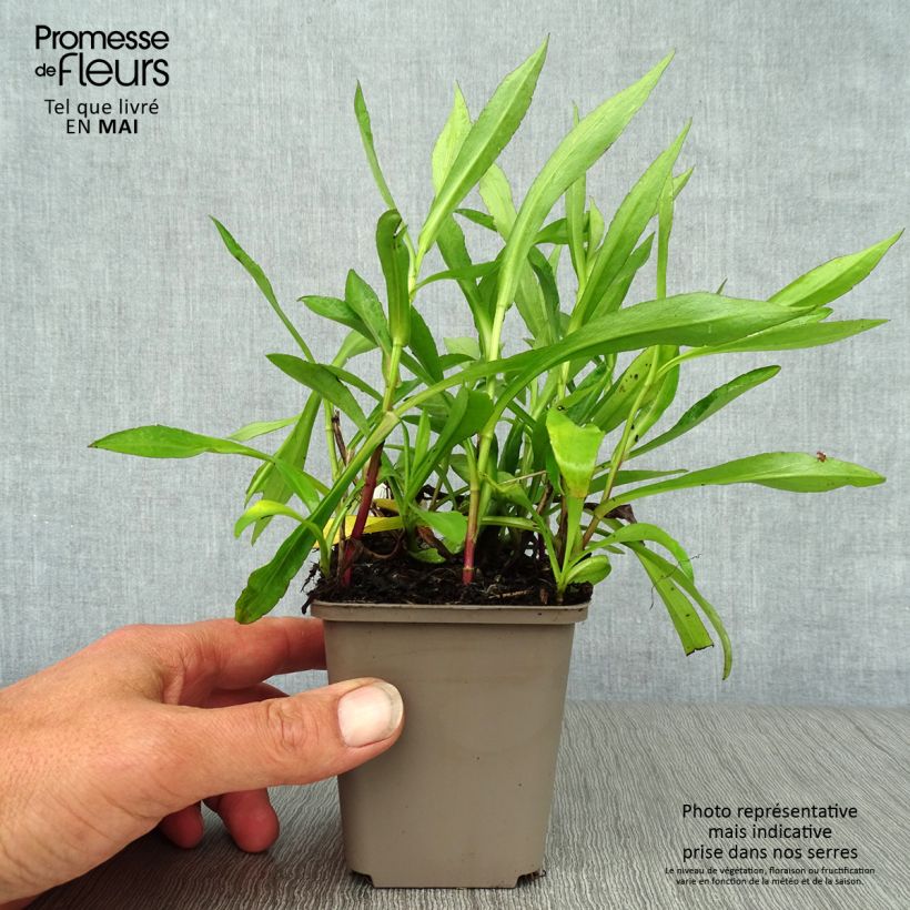 Aster novi-belgii Patricia Ballard - Astro settembrino Vasetto da 8/9 cm esemplare consegnato in primavera