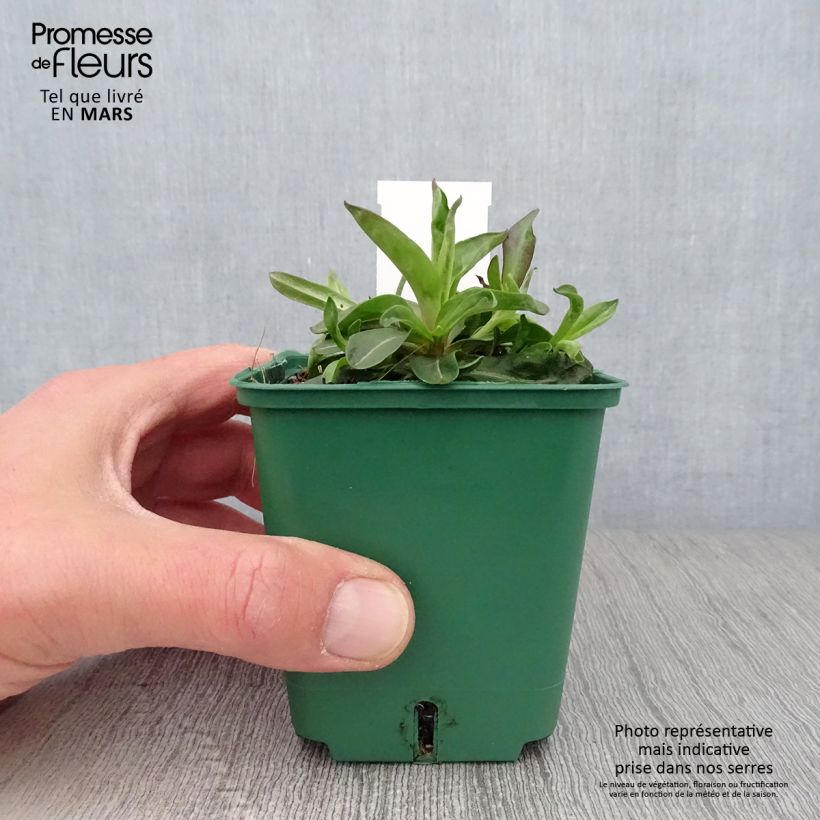 Aster novi-belgii Reitlingstal - Astro settembrino Vasetto da 8/9 cm esemplare consegnato in primavera