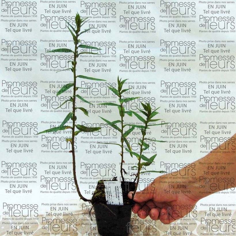 Esempio di esemplare Aster novi-belgii Rosenponpon - Astro settembrino Vasetto da 8/9 cm come consegnato