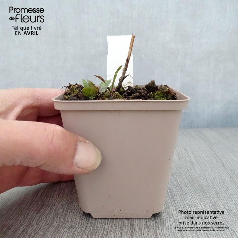 Aster novi-belgii Rosenquarz - Astro settembrino Vasetto da 8/9 cm esemplare consegnato in primavera