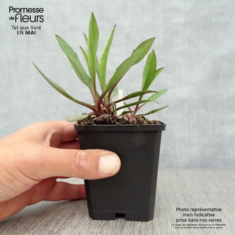 Aster novi-belgii Sarah Ballard - Astro settembrino Vasetto da 8/9 cm esemplare consegnato in primavera