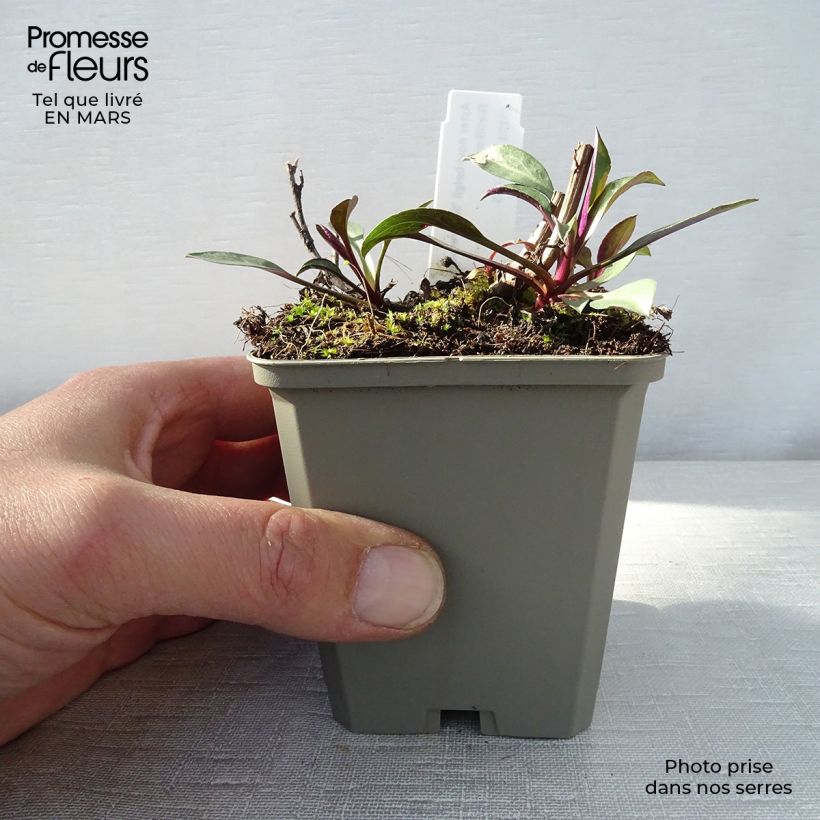 Example of Aster novi-belgii Schone von Dietlikon - Astro settembrino Vasetto da 8/9 cm as you get in printemps