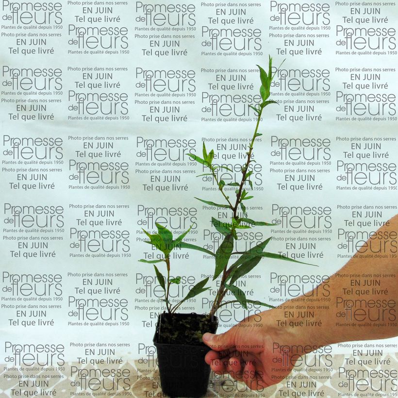 Esempio di esemplare Aster novi-belgii Weisses Wunder - Astro settembrino Vasetto da 8/9 cm come consegnato