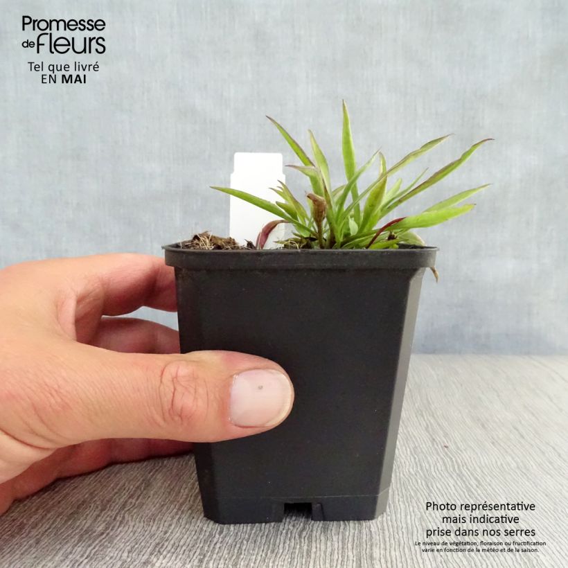 Aster novi-belgii Winston S. Churchill - Astro settembrino Vasetto da 8/9 cm esemplare consegnato in primavera