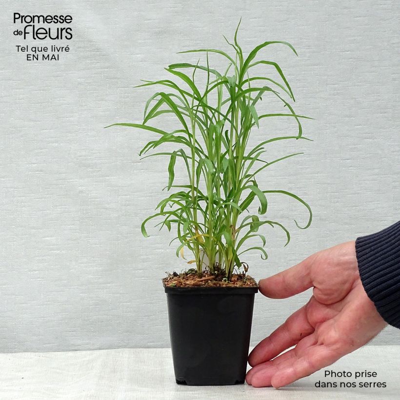 Aster ericoides var. pringlei Monte Cassino Vasetto da 8/9 cm esemplare consegnato in primavera