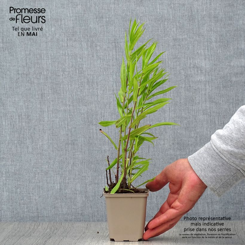 Aster puniceus Vasetto da 8/9 cm esemplare consegnato in primavera