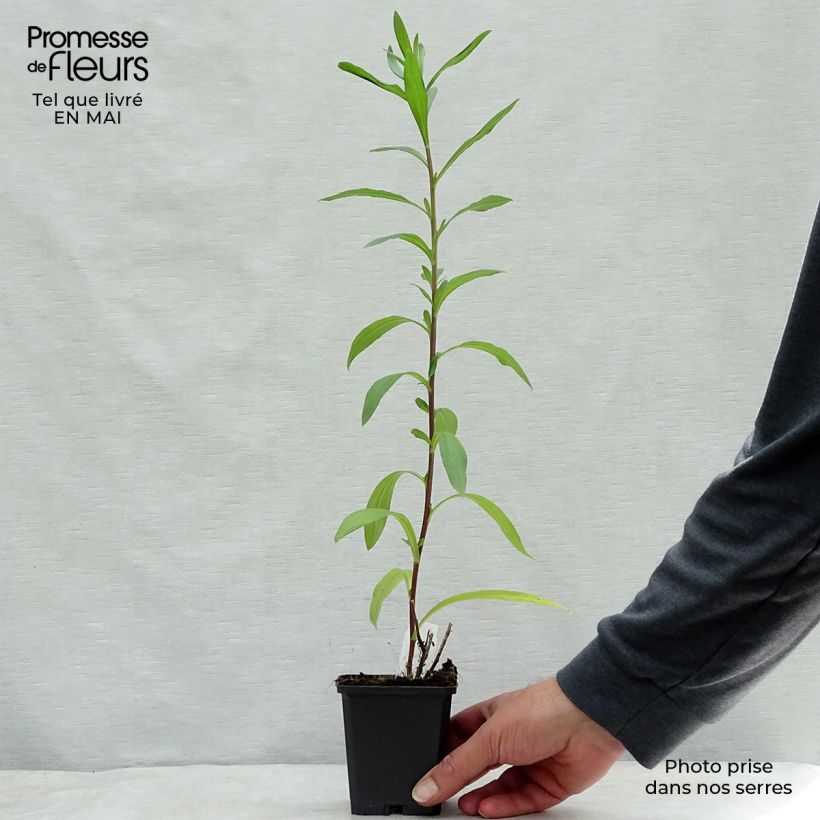 Example of Aster pyrenaeus Lutetia Vasetto da 8/9 cm as you get in printemps