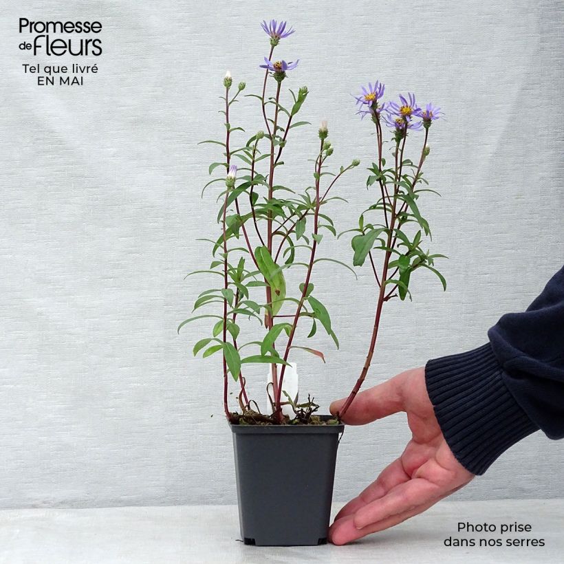 Aster radula August Sky Vasetto da 8/9 cm esemplare consegnato in primavera