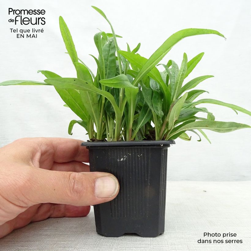 Example of Aster rugulosus Asrugo Vasetto da 8/9 cm as you get in printemps