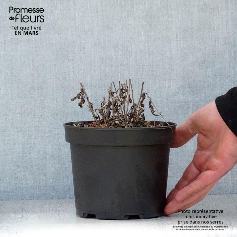 Example of Aster rugulosus Asrugo Vaso da 2L/3L as you get in printemps