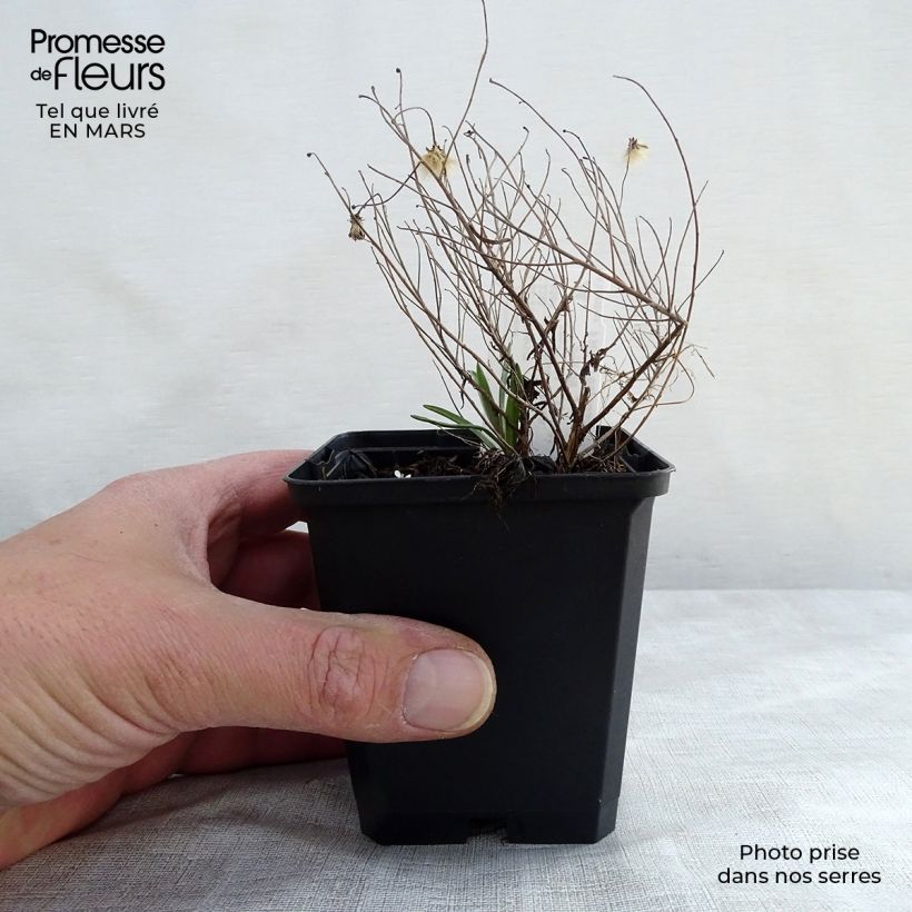 Aster sedifolius Nanus Vasetto da 8/9 cm esemplare consegnato in primavera