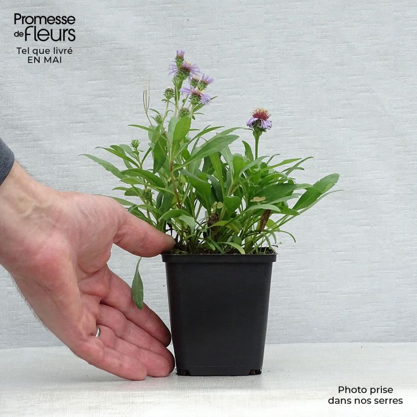 Example of Aster sibiricus Vasetto da 8/9 cm as you get in printemps