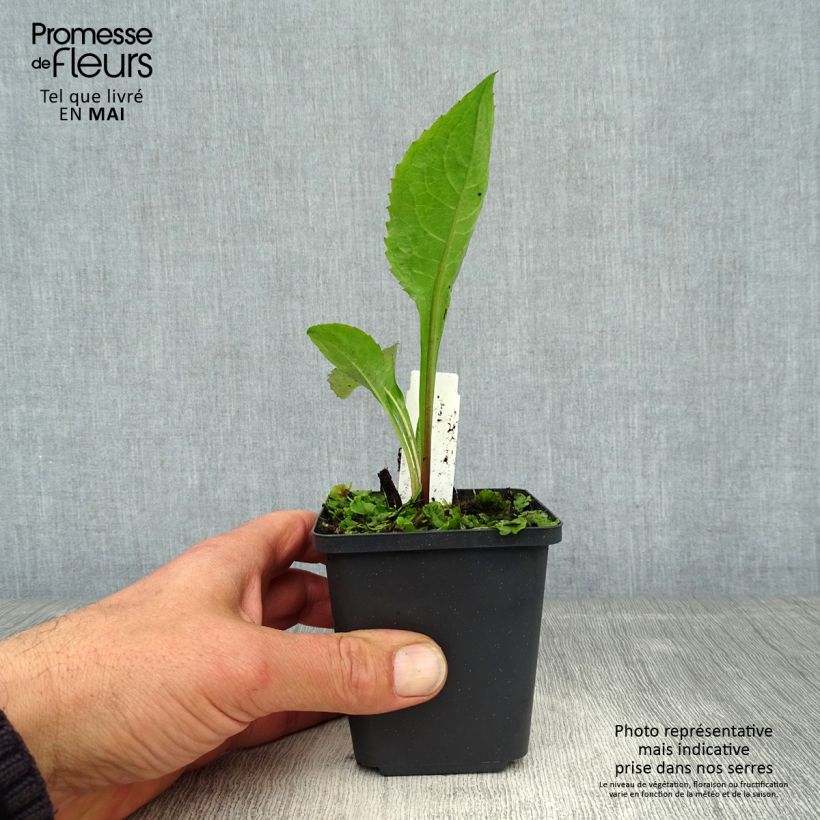 Example of Aster tataricus Jindai Vasetto da 8/9 cm as you get in printemps