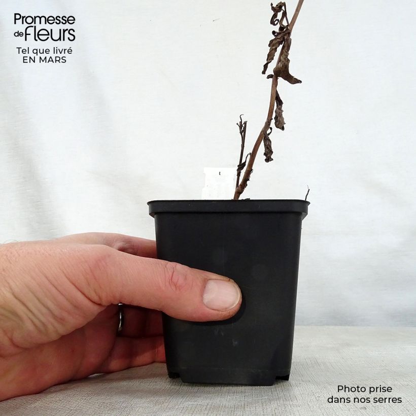 Example of Aster thomsonii Nanus Vasetto da 8/9 cm as you get in printemps